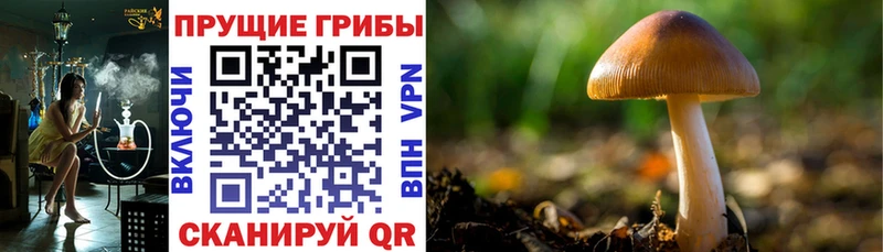 Галлюциногенные грибы GOLDEN TEACHER  kraken онион  Грязи 