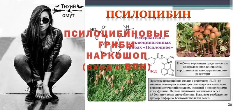 Галлюциногенные грибы Psilocybe  наркотики  Грязи 